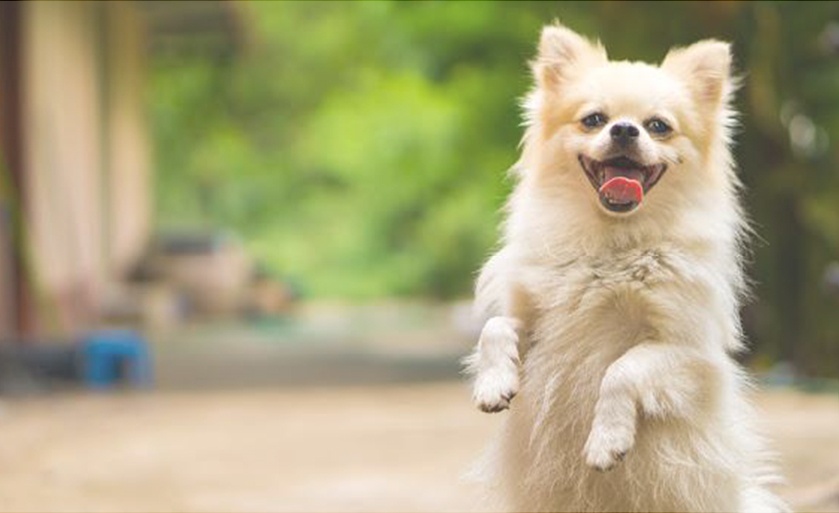 犬猫介護を教える先生として活動！