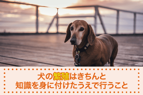 犬の繁殖はきちんと知識を身に付けたうえで行うこと