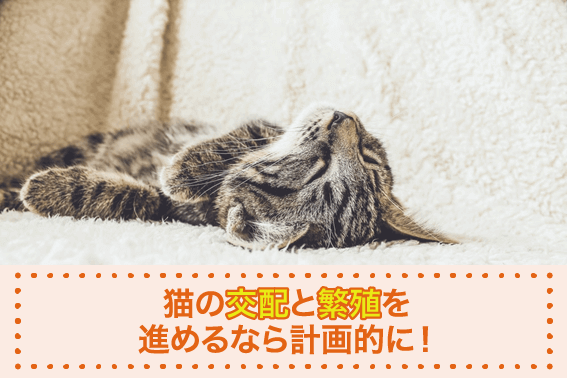 猫の交配と繁殖を進めるなら計画的に！