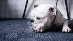 犬のブリーダーになるには？適性や方法について解説