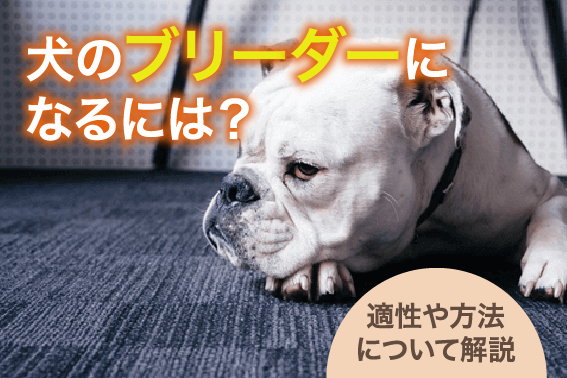 犬のブリーダーになるには？適性や方法について解説