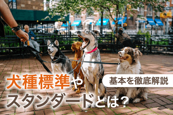 犬種標準やスタンダードとは？基本を徹底解説