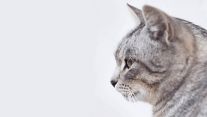 猫の交配とは？繁殖の流れやポイント
