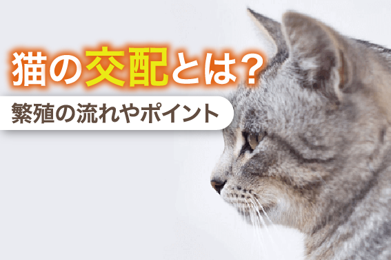 猫の交配とは？繁殖の流れやポイント