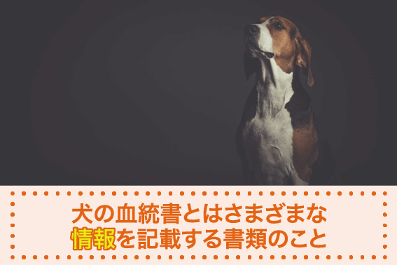 犬の血統書とはさまざまな情報を記載する書類のこと