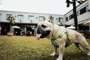 犬猫ストレスケア