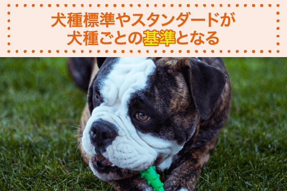 犬種標準やスタンダードが犬種ごとの基準となる