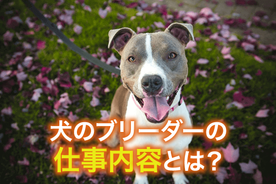 犬のブリーダーの仕事内容とは？