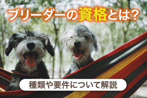 ブリーダーの資格とは？種類や要件について解説