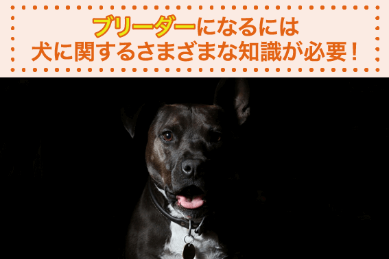 ブリーダーになるには犬に関するさまざまな知識が必要！