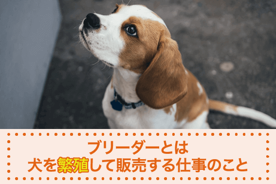 ブリーダーとは犬を繁殖して販売する仕事のこと