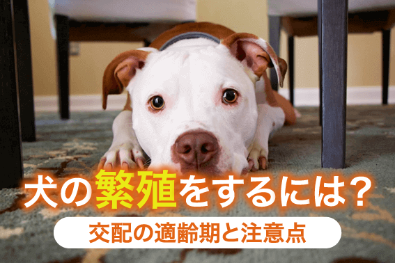 犬の繁殖をするには？交配の適齢期と注意点