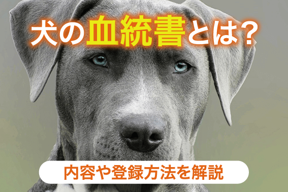 犬の血統書とは？内容や登録方法を解説