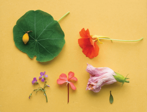 薬膳茶とは？基本知識とおすすめの薬膳茶