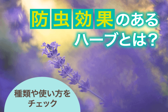 防虫効果のあるハーブについて 通信教育 通信講座のsaraスクールジャパン資格講座