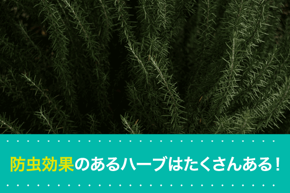 防虫効果のあるハーブはたくさんある！