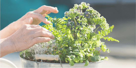 ガーデニングの資格を取って仕事の幅を広げよう Saraスクール