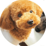 犬猫ストレスケア資格講座