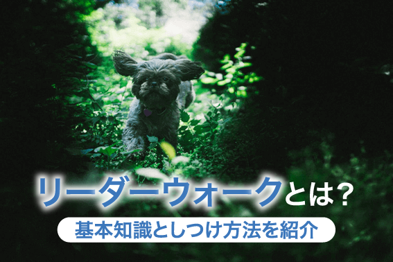 リーダーウォークとは？基本知識としつけ方法を紹介