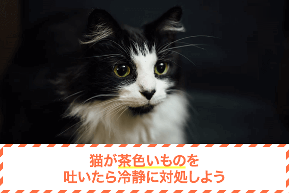 猫が茶色いものを吐いたら冷静に対処しよう