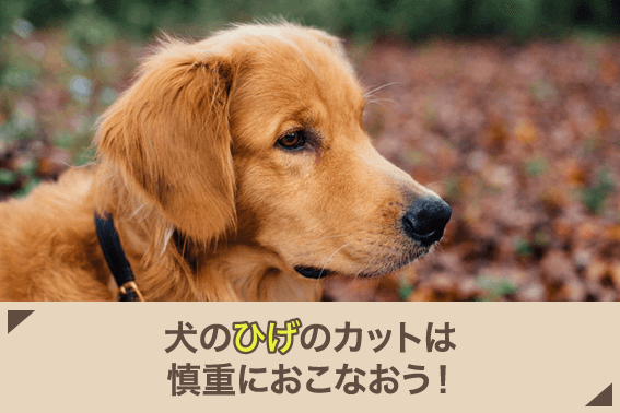 犬のひげのカットは慎重におこなおう！