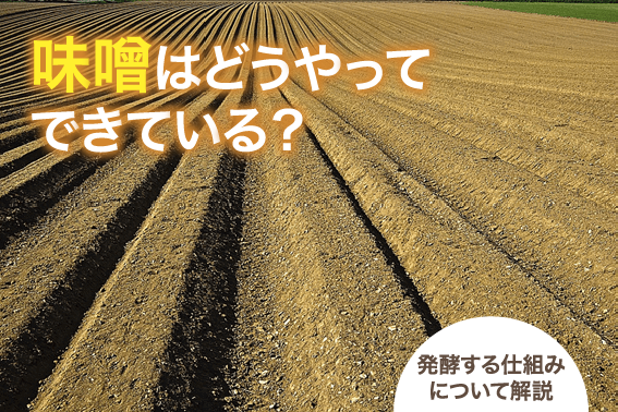 味噌はどうやってできている？発酵する仕組みについて解説