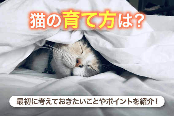 猫の育て方は？最初に考えておきたいことやポイントを紹介！