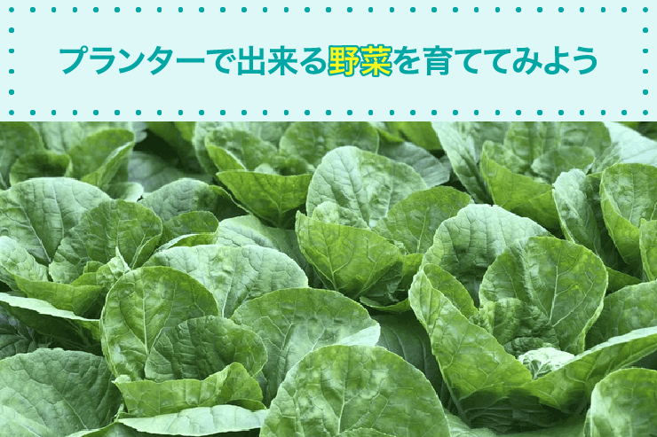 プランターで出来る野菜を育ててみよう