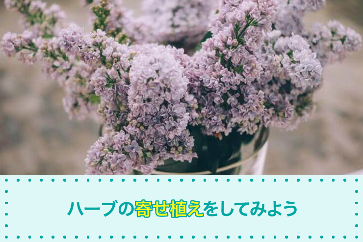 ハーブの寄せ植えをしてみよう