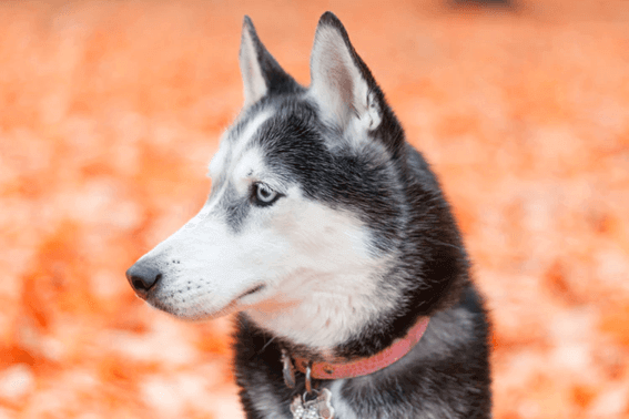 犬が甘噛みする理由と対策について 通信教育 通信講座のsaraスクールジャパン資格講座