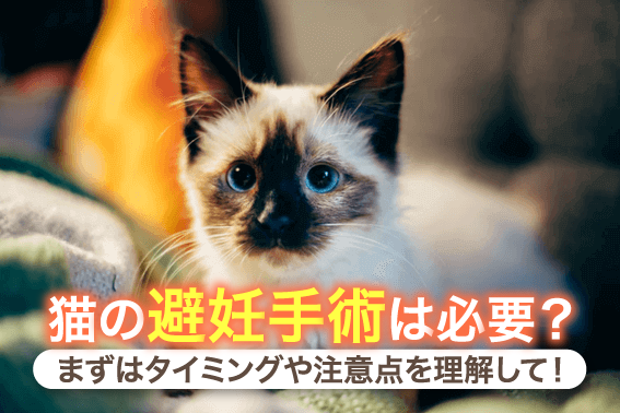 猫の避妊手術は必要?まずはタイミングや注意点を理解して!