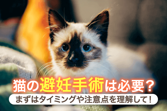 猫の避妊手術は必要？まずはタイミングや注意点を理解して！