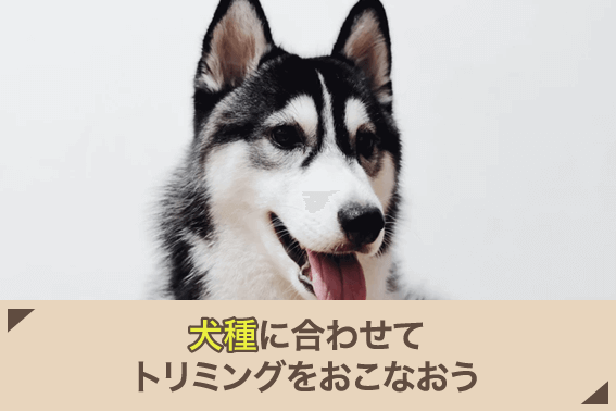 犬種に合わせてトリミングをおこなおう