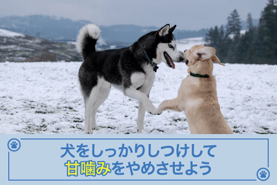 犬をしっかりしつけして甘噛みをやめさせよう