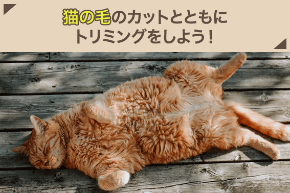 猫の毛のカットとともにトリミングをしよう！