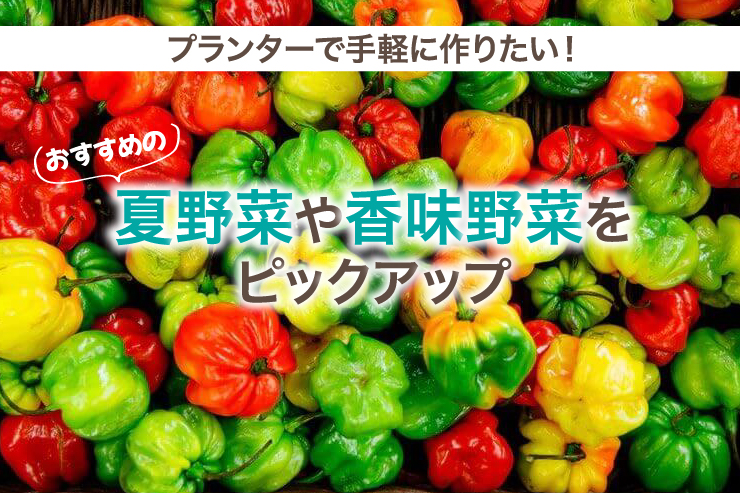 プランターで手軽に作りたい︕おすすめの夏野菜や香味野菜をピックアップ