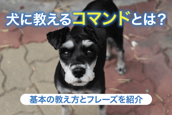 犬に教えるコマンドとは？基本の教え方とフレーズを紹介