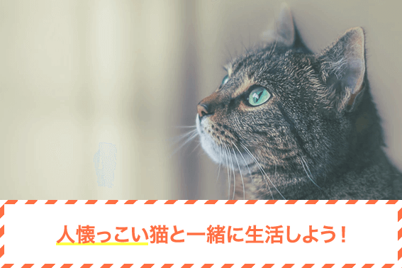 人懐っこい猫と一緒に生活しよう！