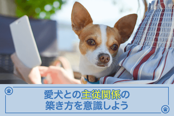 愛犬との主従関係の築き方を意識しよう