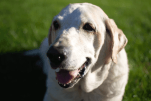 犬のひげはカットする その理由と方法について 通信教育 通信講座のsaraスクールジャパン資格講座 犬のひげはカットする その理由と方法について 通信教育 通信講座のsaraスクールジャパン資格講座