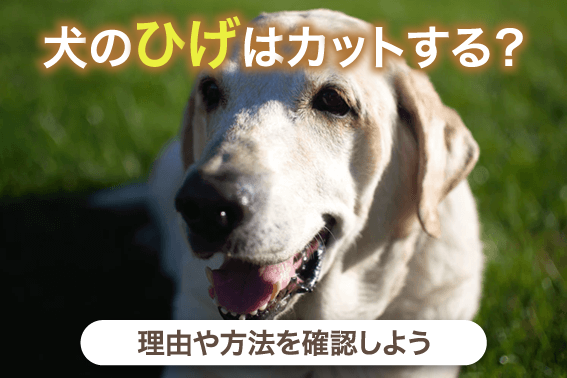 犬のひげはカットする？理由や方法を確認しよう