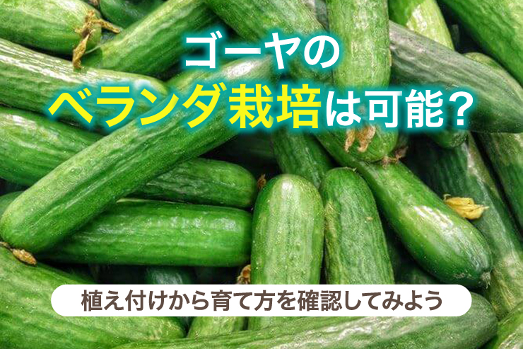 ゴーヤのベランダ栽培は可能︖植え付けから育て方を確認してみよう