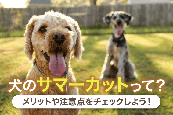 犬のサマーカットって？メリットや注意点をチェックしよう！