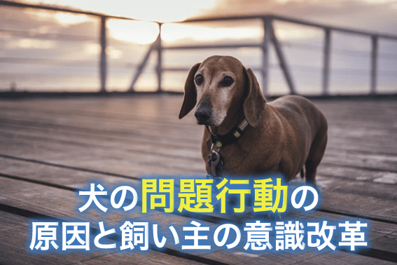 犬の問題行動の原因と飼い主の意識改革