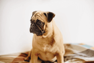 犬が無駄吠えする理由や対策について解説！