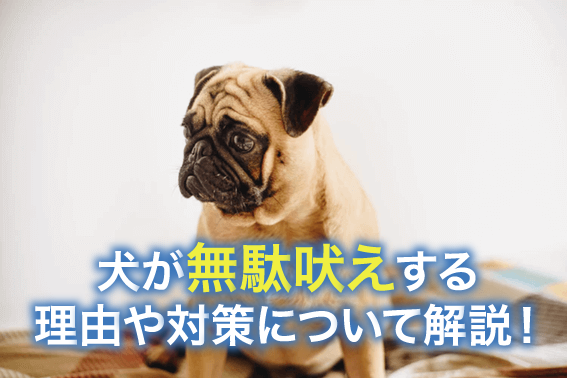 犬が無駄吠えする理由や対策について解説！