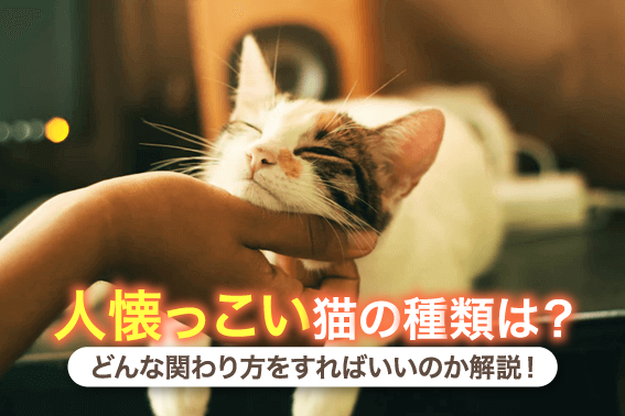 人懐っこい猫の種類は？どんな関わり方をすればいいのか解説！