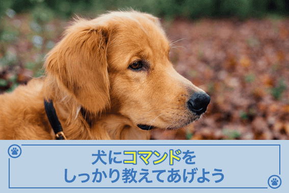 犬にコマンドをしっかり教えてあげよう