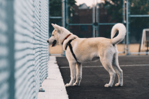 トリミングが必要な犬種とは？目的やその理由って？