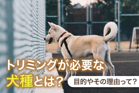 トリミングが必要な犬種とは？目的やその理由って？